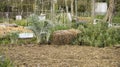 Sage, artichoke plants, borage, and straw, in the vegetable garden, early April Royalty Free Stock Photo