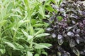 Sage and Basil plants growing in herb garden Royalty Free Stock Photo