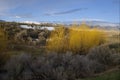 Sage Brush and Willows Royalty Free Stock Photo