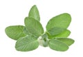 Sage Royalty Free Stock Photo