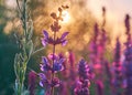 Sage bush closeup Royalty Free Stock Photo