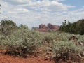 Sage bushes with Sedona red rock background Royalty Free Stock Photo
