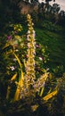 Closeup view of sage of the diviners flowers with green garden