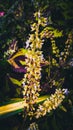 Closeup view of sage of the diviners flowers with green garden