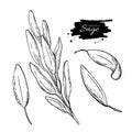 Sage drawing set. Isolated sage plant with leaves. Herbal