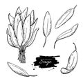 Sage drawing set. Isolated sage plant with leaves. Herbal