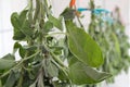 Sage is dried - close-up medicinal herb Royalty Free Stock Photo