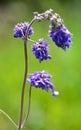 Sage drooping (Salvia nutans) grows in the wild