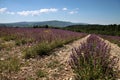 Sage field Royalty Free Stock Photo