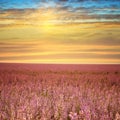 Sage field at sunset. Royalty Free Stock Photo