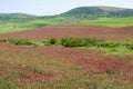 Sage fields in Tunisia