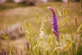 Sage flower close-up. Flora of Don steppe, Russia