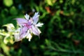 Sage flower of pale lilac color, branch with green leaves and flowers in the garden,