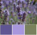 Sage flower swatch color palette botanical