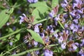 sage flowers with a bumblebee at work Royalty Free Stock Photo