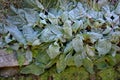 Sage flowers of this species are supported by large, sessile, broadly ovate bracts, which are pink, blue, purple or whitish with g Royalty Free Stock Photo