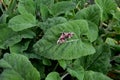 Sage flowers of this species are supported by large, sessile, broadly ovate bracts, which are pink, blue, purple or whitish with g Royalty Free Stock Photo