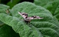 Sage flowers of this species are supported by large, sessile, broadly ovate bracts, which are pink, blue, purple or whitish with g Royalty Free Stock Photo