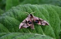 Sage flowers of this species are supported by large, sessile, broadly ovate bracts, which are pink, blue, purple or whitish with g Royalty Free Stock Photo