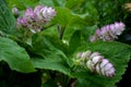 Sage flowers of this species are supported by large, sessile, broadly ovate bracts, which are pink, blue, purple or whitish with g Royalty Free Stock Photo
