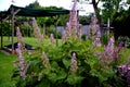 Sage flowers of this species are supported by large, sessile, broadly ovate bracts, which are pink, blue, purple or whitish with Royalty Free Stock Photo