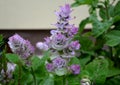Sage flowers of this species are supported by large, sessile, broadly ovate bracts, which are pink, blue, purple or whitish Royalty Free Stock Photo