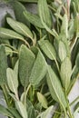 Sage fresh green leaves. Herb sage abstract texture background. Nature concepts. Soft and selective focus. Texture. Mock up