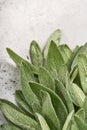 Sage fresh green leaves. Herb sage abstract texture background. Nature concepts. Soft and selective focus. Texture. Mock up