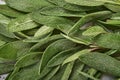 Sage fresh green leaves. Herb sage abstract texture background. Nature concepts. Soft and selective focus. Texture. Mock up