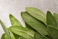 Sage fresh green leaves. Herb sage abstract texture background. Nature concepts. Soft and selective focus. Texture. Mock up