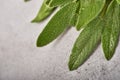 Sage fresh green leaves. Herb sage abstract texture background. Nature concepts. Soft and selective focus. Texture. Mock up