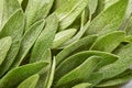 Sage fresh green leaves. Herb sage abstract texture background. Nature concepts. Soft and selective focus. Texture. Mock up