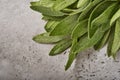 Sage fresh green leaves. Herb sage abstract texture background. Nature concepts. Soft and selective focus. Texture. Mock up