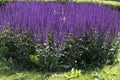 Sage, garden sage, common sage, culinary sage is a perennial, evergreen subshrub, with woody stems, grayish leaves, and blue to Royalty Free Stock Photo