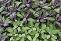 Sage green and purple leaf, salvia officinalis purpurascens. Royalty Free Stock Photo