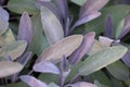 Sage green and purple leaf, salvia officinalis purpurascens. Royalty Free Stock Photo