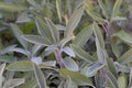 Sage green and purple plant leaf. Salvia officinalis Purpurascens. Growing medicinal herbs. Homeopathy aromatherapy.