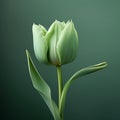 Sage Green Tulip: Serene And Elegant Composition Inspired By Jessica Drossin