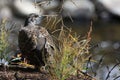 Sage grouse Royalty Free Stock Photo