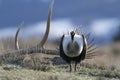 Sage Grouse and Antler during a Mating Strut Royalty Free Stock Photo