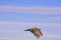 Sage Grouse Flying Royalty Free Stock Photo