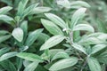 Sage growing in the garden, Salvia officinalis medicinal plants closeup Royalty Free Stock Photo