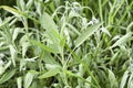 .Sage growing in a natural organic garden. Selective focus Royalty Free Stock Photo