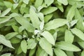 .Sage growing in a natural organic garden. Selective focus Royalty Free Stock Photo