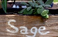 Sage Growing in Planters Box