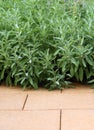 Sage is hardy evergreen perennial