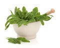 Sage Herb Royalty Free Stock Photo
