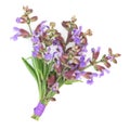 Sage Herb Flower Posy