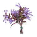 Sage Herb Flower Posy