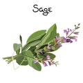 Sage herb